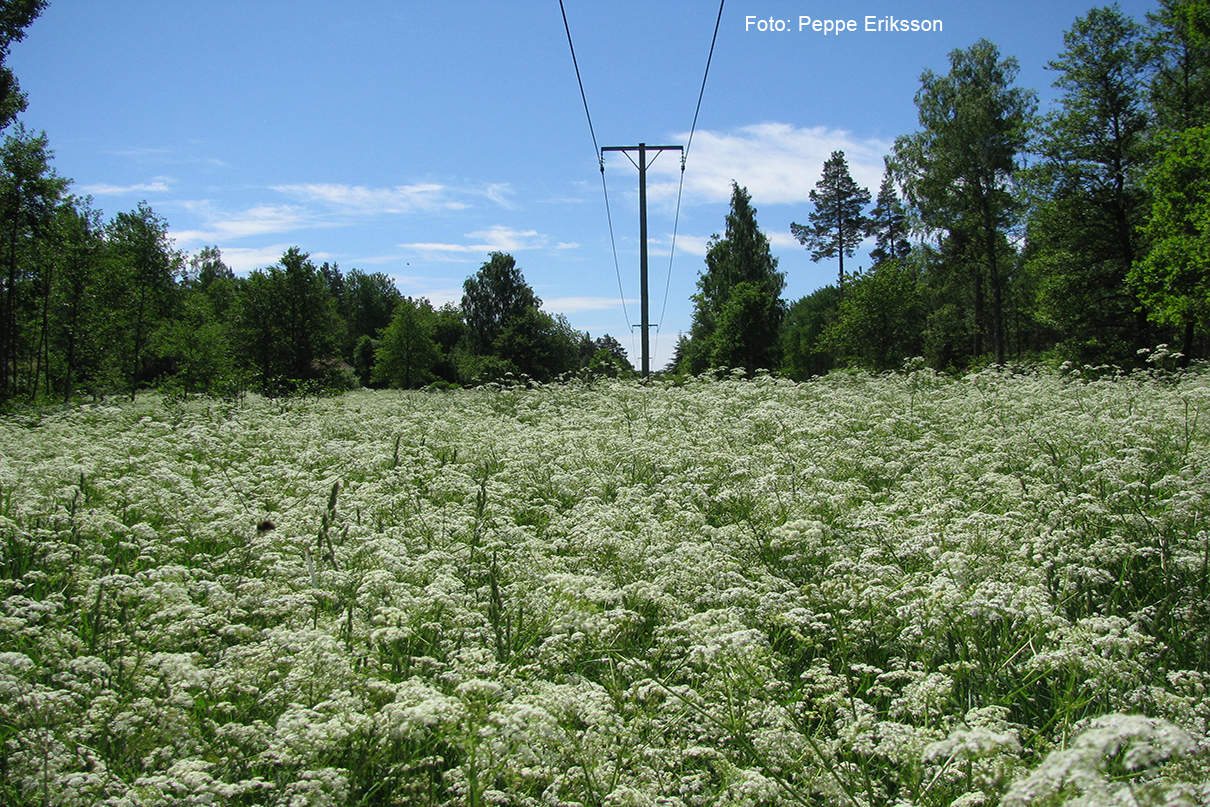 utbildning för planerare, projektörer och distributionselektriker i elnätsbranschen